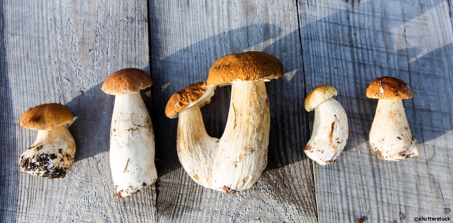 牛肝菌菇─來自大自然禮讚的森林食材