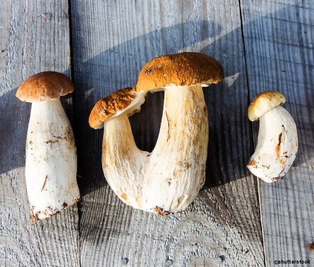 牛肝菌菇─來自大自然禮讚的森林食材 牛肝菌菇─來自大自然禮讚的森林食材