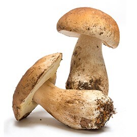 牛肝菌 牛肝菌