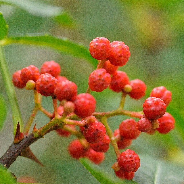 美食家蔡名雄談川菜(三) 必備食材 美食家蔡名雄談川菜(三) 必備食材