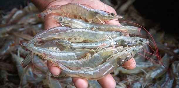 廣東粥的配料豐富,可以有多樣不同的食材搭配。 廣東粥的配料豐富,可以有多樣不同的食材搭配。