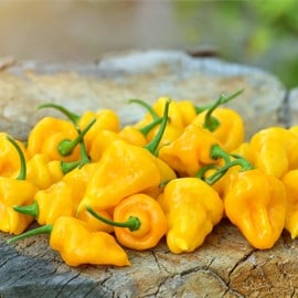 關鍵食材2:辣椒 關鍵食材2:辣椒