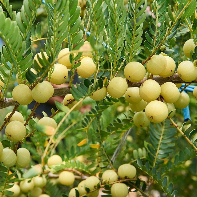 台灣好食材—酸甘生津的綠鑽石：油甘果