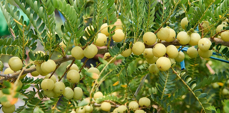 台灣好食材—酸甘生津的綠鑽石：油甘果