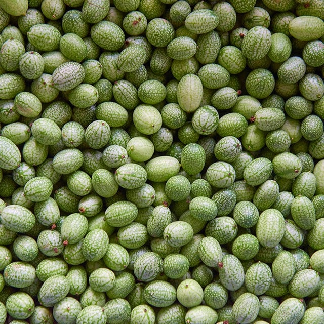 台灣新食材—迷你餐桌新寵兒：拇指西瓜