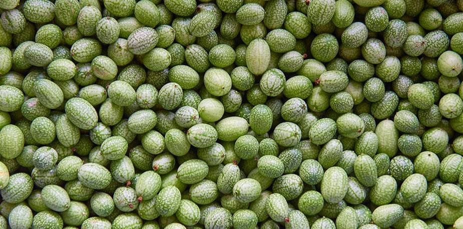 台灣新食材—迷你餐桌新寵兒：拇指西瓜