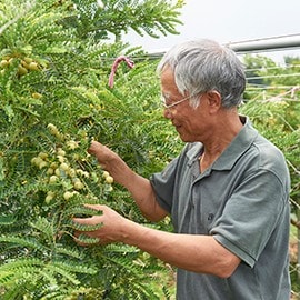 油甘果達人謝瑞文 油甘果達人謝瑞文