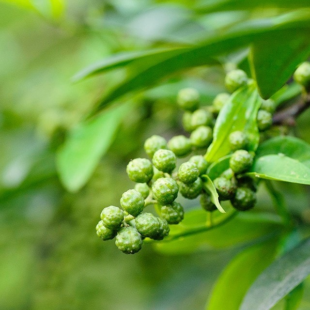 四川好食材—清香味型川菜的完美伴侶:藤椒 四川好食材—清香味型川菜的完美伴侶:藤椒