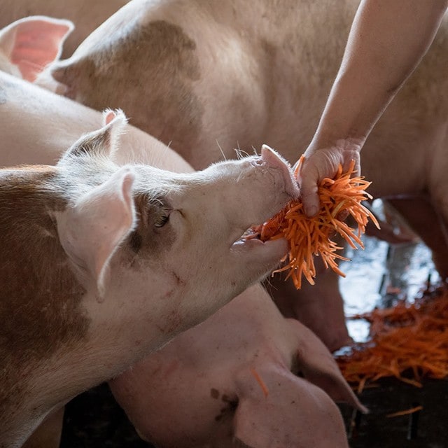 台灣好食材—胡蘿蔔養大、肉質清甜無臊的花田豬