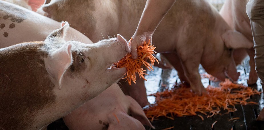 台灣好食材—胡蘿蔔養大、肉質清甜無臊的花田豬