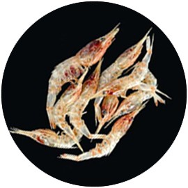 刺蝦 刺蝦