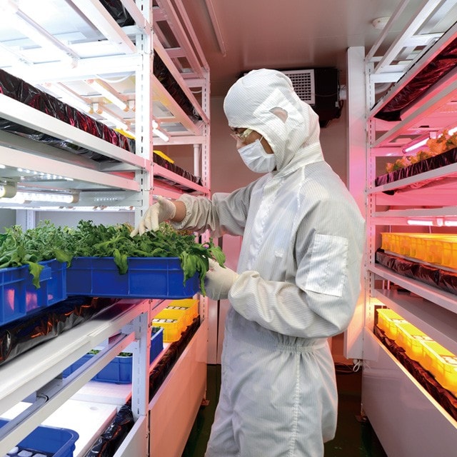 讓眼睛吃冰淇淋的蔬菜:非洲冰花 讓眼睛吃冰淇淋的蔬菜:非洲冰花