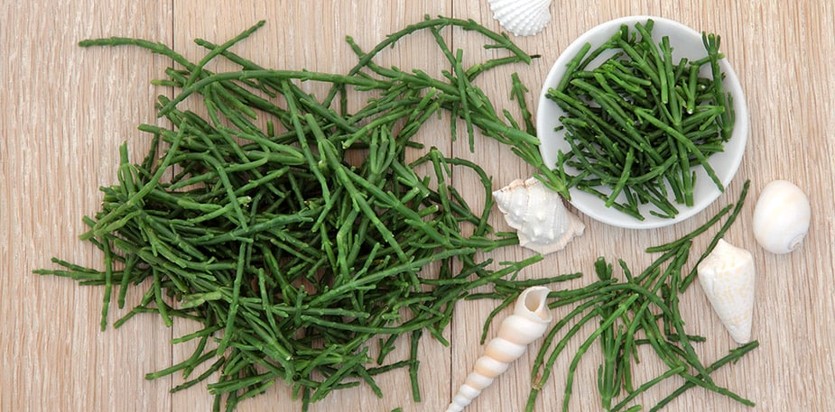 海洋蔬菜新貴族：海蘆筍 (學名海蓬子，台灣新食材)
