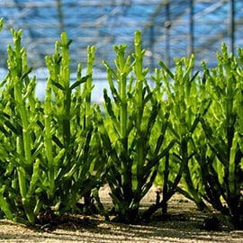 呂家蔬菜 呂家蔬菜