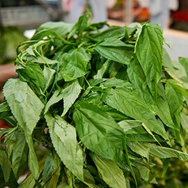 麻芛(麻薏) 麻芛(麻薏)