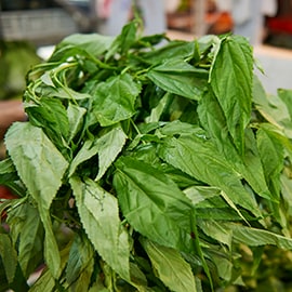 麻芛(麻薏) 麻芛(麻薏)