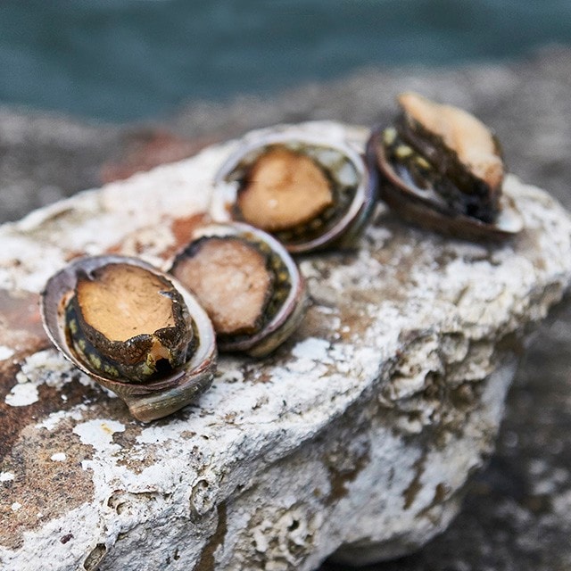 純淨鮮甜的海養珍寶:台灣九孔 (台灣新食材) 純淨鮮甜的海養珍寶:台灣九孔 (台灣新食材)