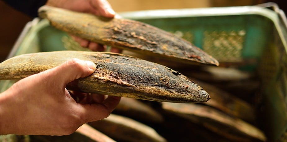美味揭密：鰹魚在料理的運用與變化