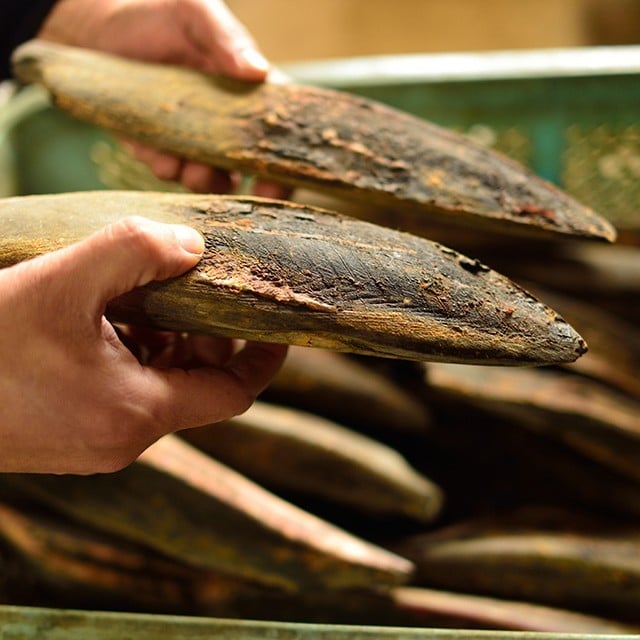 美味揭密 - 鰹魚在料理的運用與變化 美味揭密 - 鰹魚在料理的運用與變化