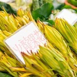 火龍果花 火龍果花