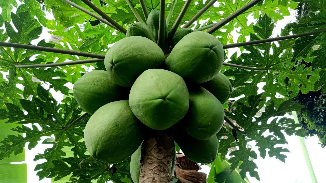 Green papaya fruit grows abundantly in the garden