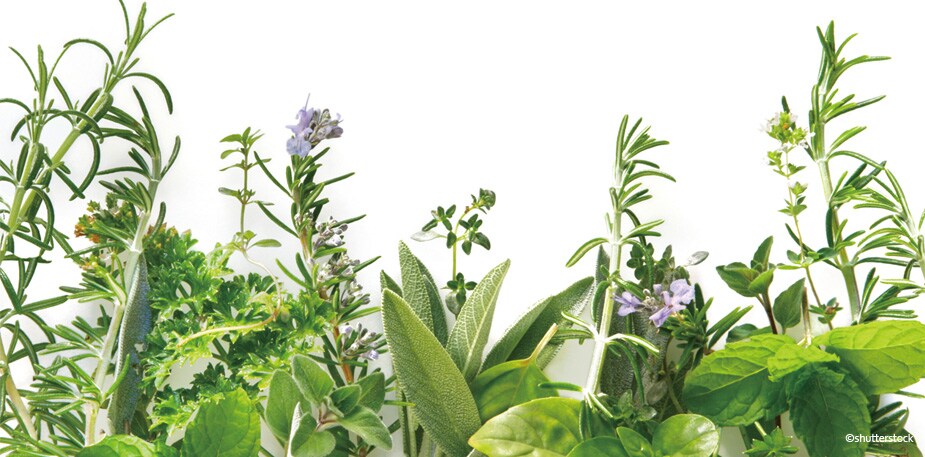 香草東西軍  食材提鮮的2大關鍵字