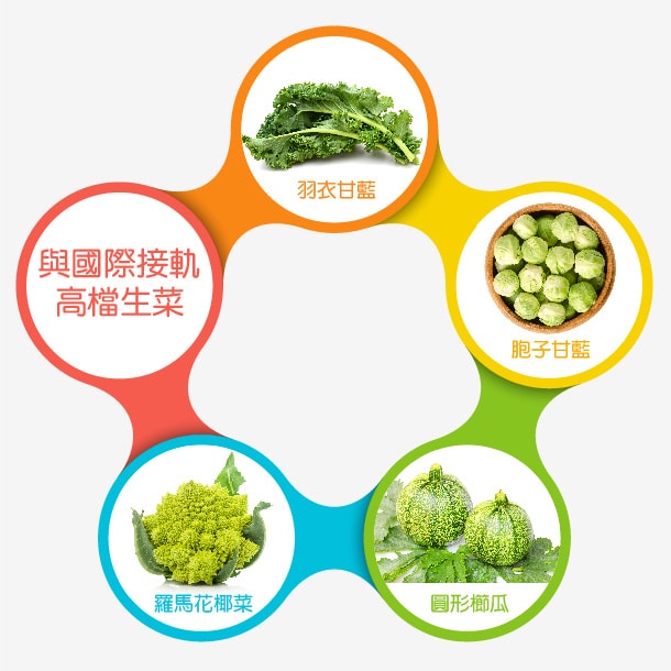 與國際接軌高檔生菜:羽衣甘藍、孢子甘藍、圓形櫛瓜、羅馬花椰菜 與國際接軌高檔生菜:羽衣甘藍、孢子甘藍、圓形櫛瓜、羅馬花椰菜