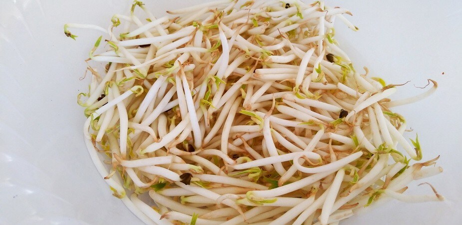 【食在新聞】賣黑心漂白豆芽，業者遭起訴