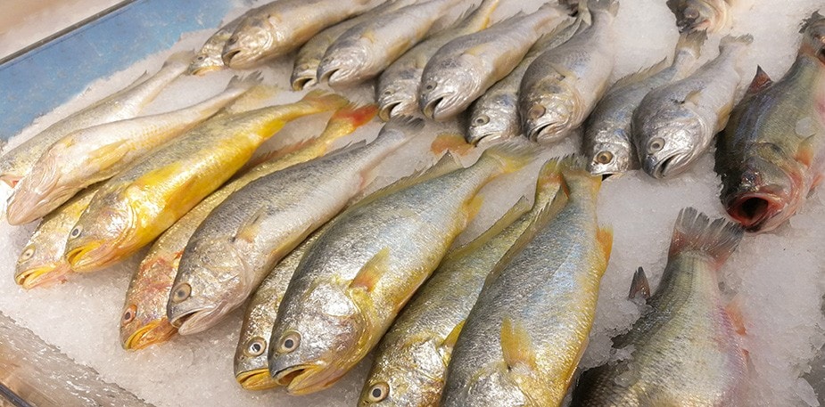 【食在新聞】北市抽檢水產品，黃魚、甲魚不合格