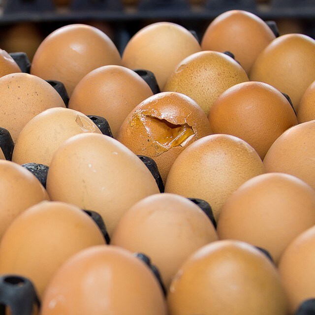 【食在新聞】液蛋新規定，原料不能用破殼蛋