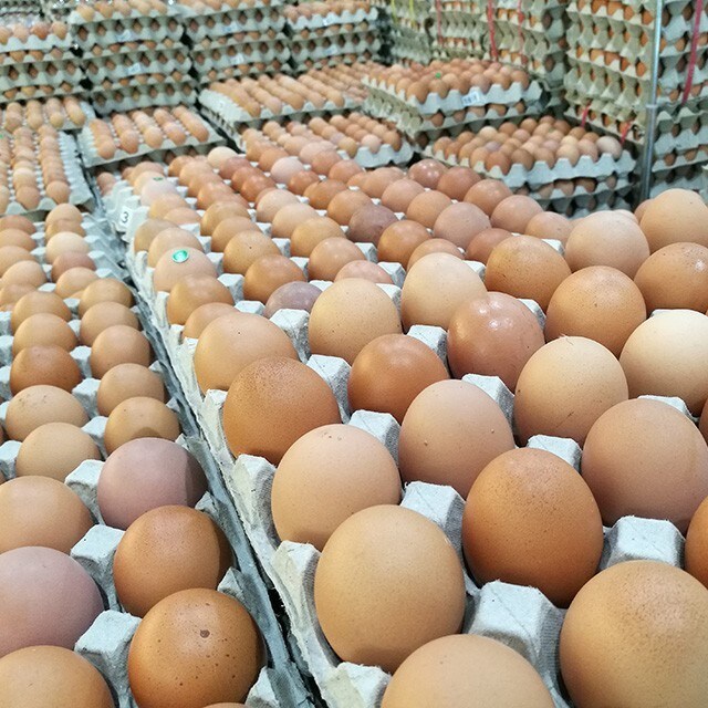 芬普尼毒雞蛋再現，流入雙北市及早餐店