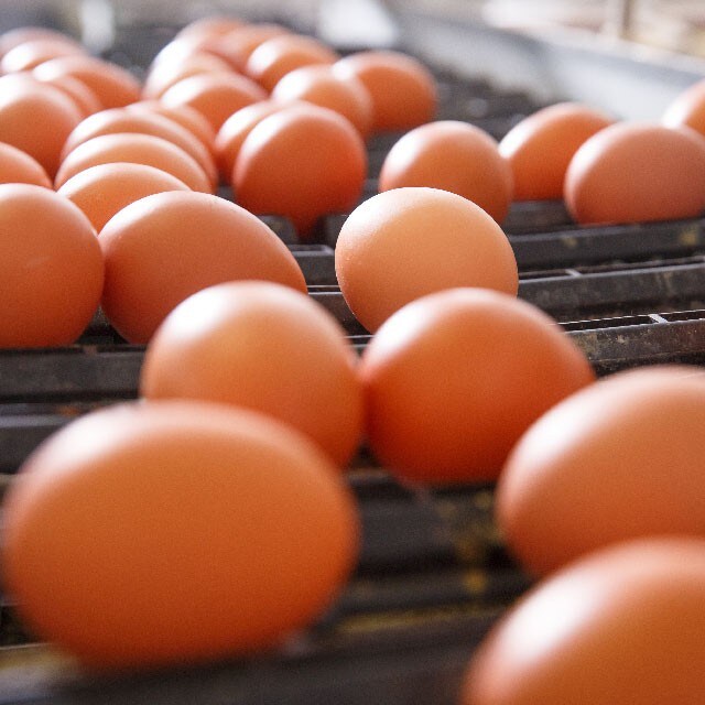 【食在新聞】土雞蛋褪色？屬自然現象