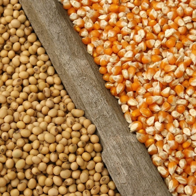 【食在新聞】消基會：小吃攤未標基改食品