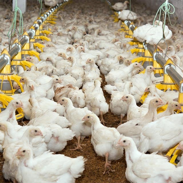 【食在新聞】北市破獲兩起違法家禽屠宰場