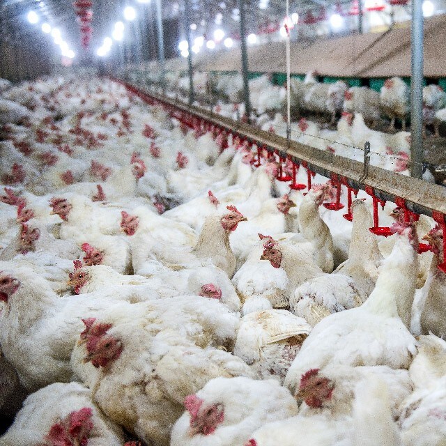 【食在新聞】北部再傳禽流感 現已撲殺消毒