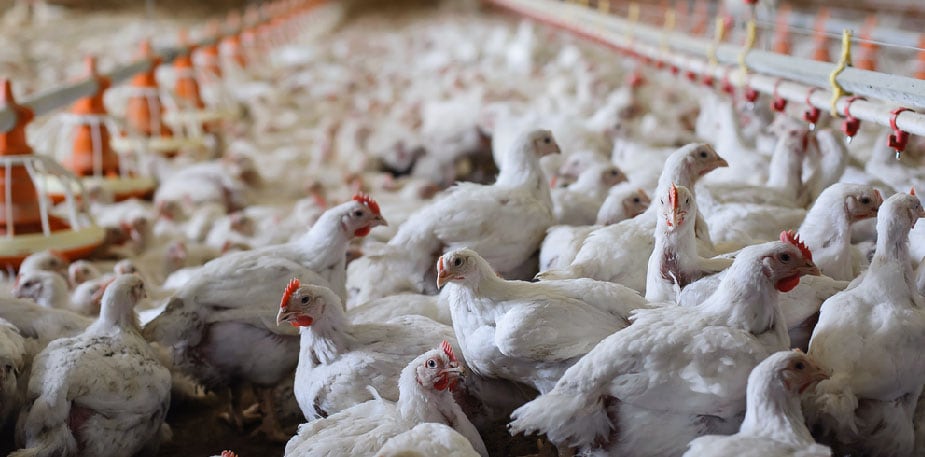 【食在新聞】國內禽流感H5N6疫情加溫