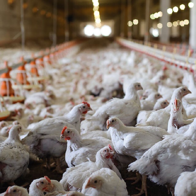 【食在新聞】國內禽流感H5N6疫情加溫