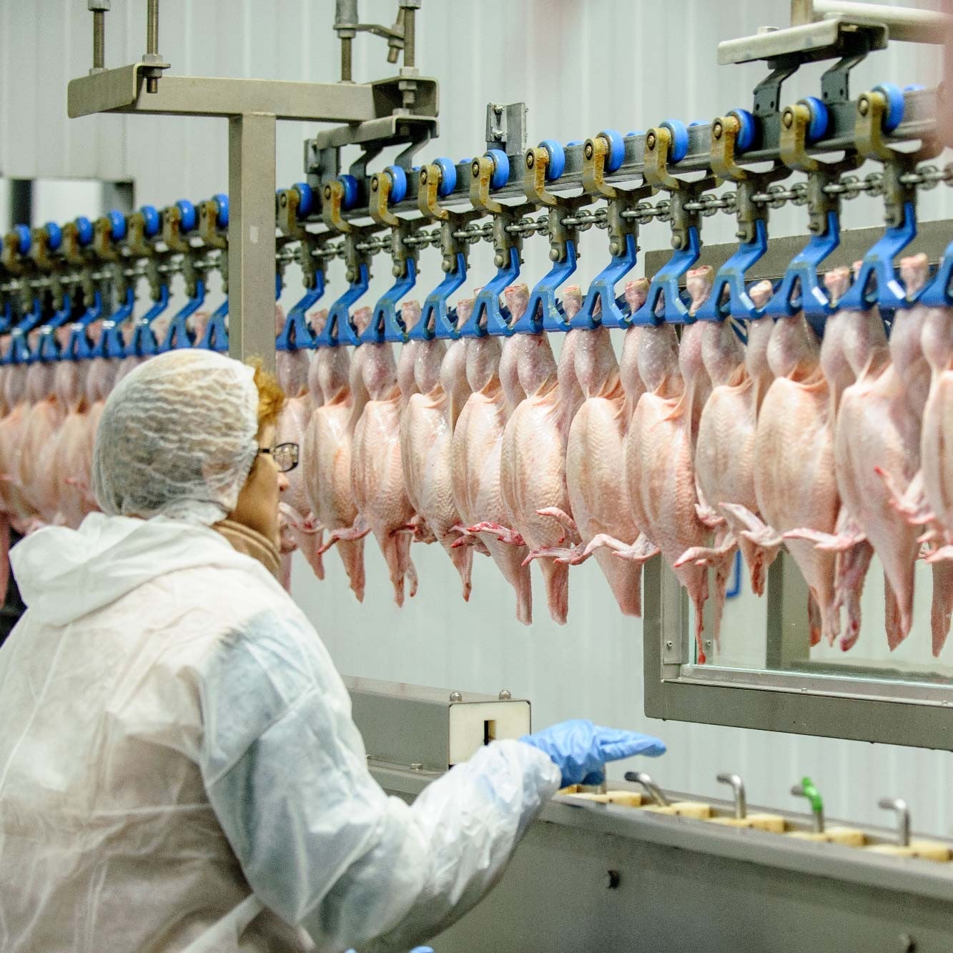 【食在新聞】抗禽流感！家禽禁宰禁運至2/24!