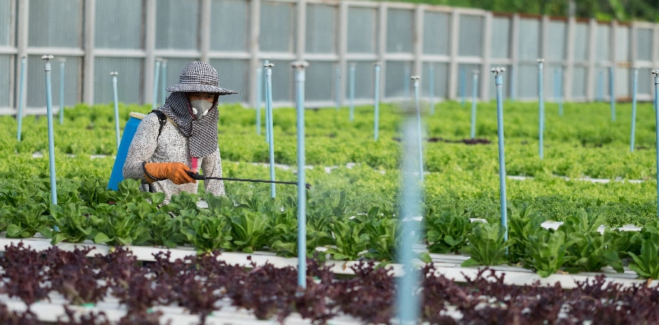 【食在新聞】放寬農藥殘留！蔬果須洗更久