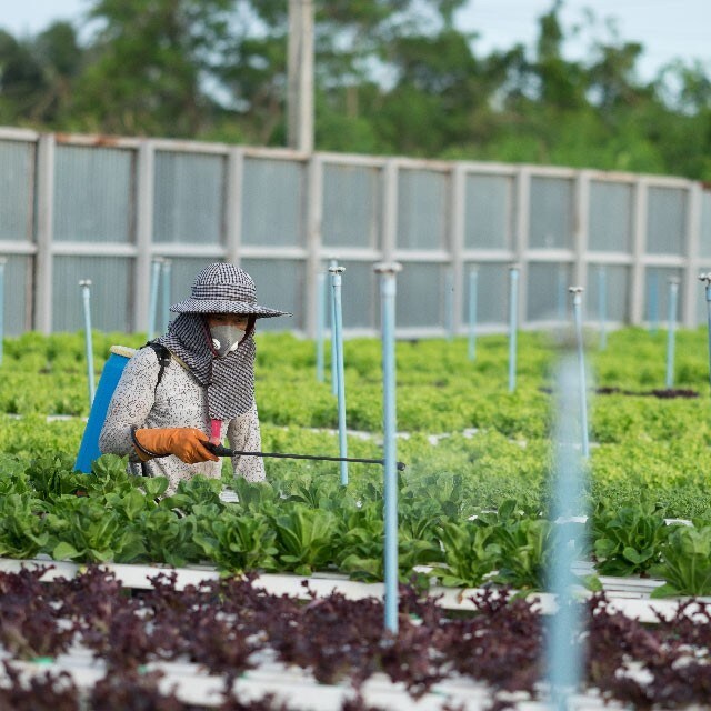 【食在新聞】放寬農藥殘留！蔬果須洗更久