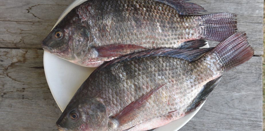 【食在新聞】吳郭魚湖泊病毒  出血眼凸別買
