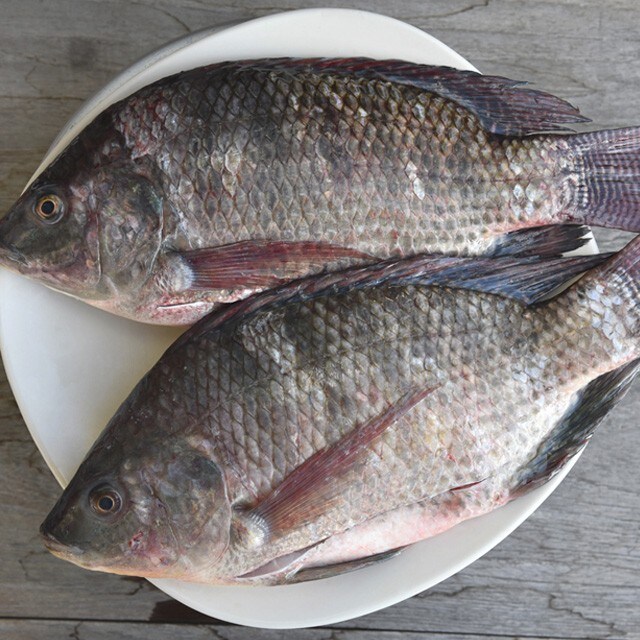 【食在新聞】吳郭魚湖泊病毒  出血眼凸別買