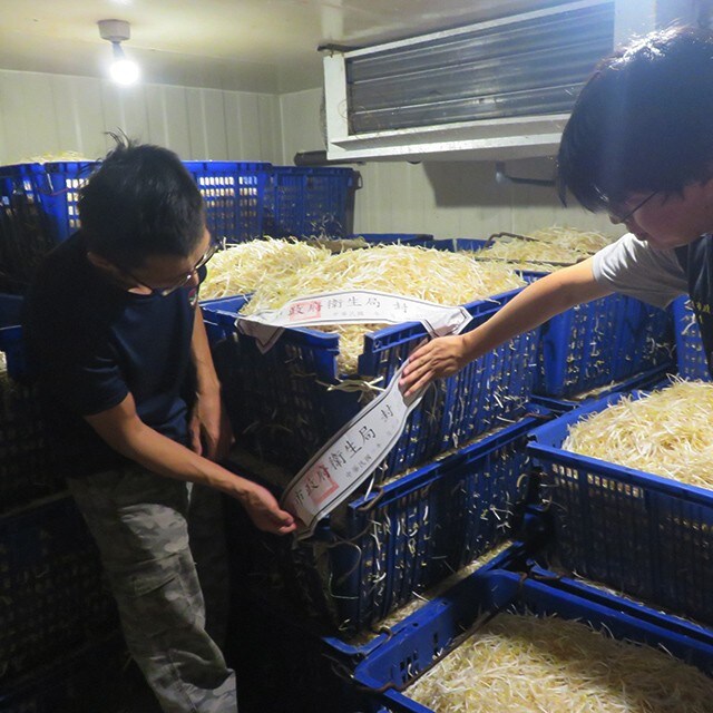 【食在新聞】新北查獲黑心豆芽菜，2,200公斤遭封存