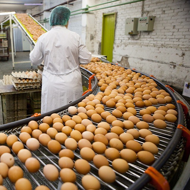 【食在新聞】防污染 食藥署首訂洗選蛋指引