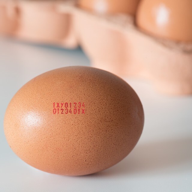 【食在新聞】採購注意！毒雞蛋危機蔓延