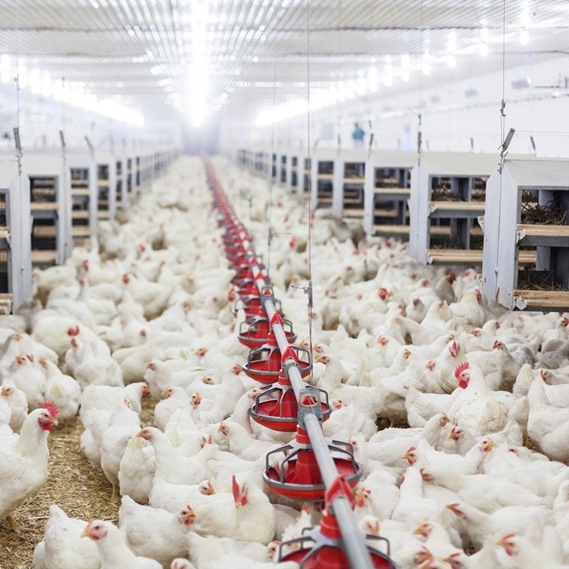 【食在新聞】擔心毒雞肉，擬9月啟動抽驗