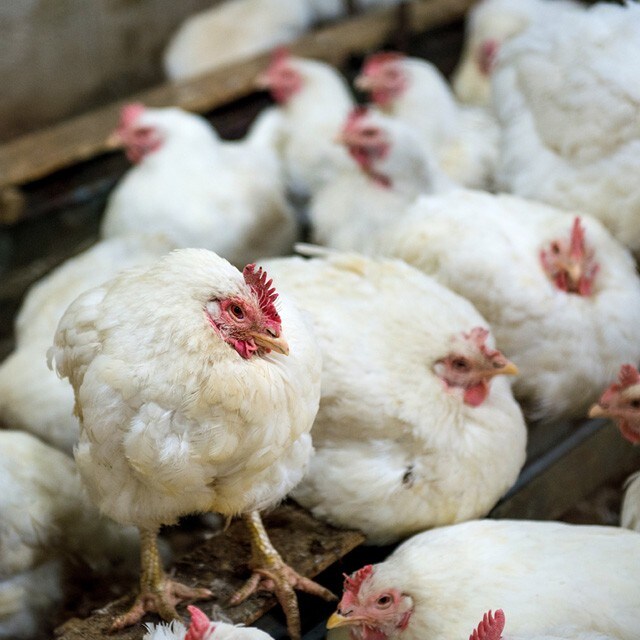 【食在新聞】病死雞變雞塊？屏檢澄清