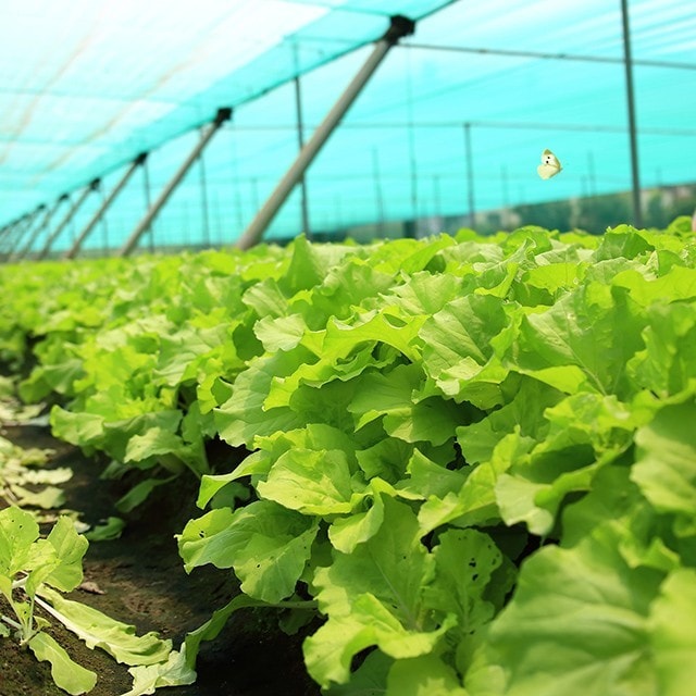 新食代安心團膳(二) 輔導契作小農，食材安全從源頭把關