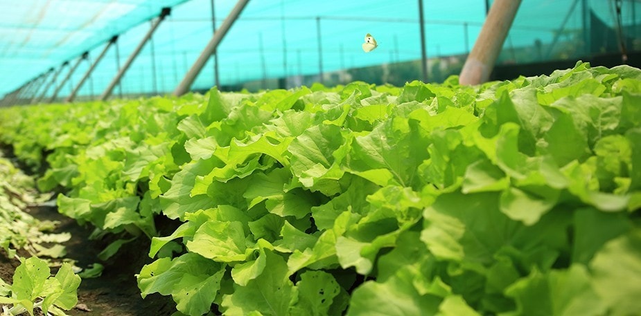 新食代安心團膳(二) 輔導契作小農，食材安全從源頭把關