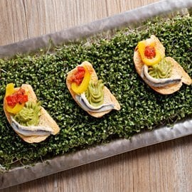 濃縮蕃茄白鯷魚開胃脆餅